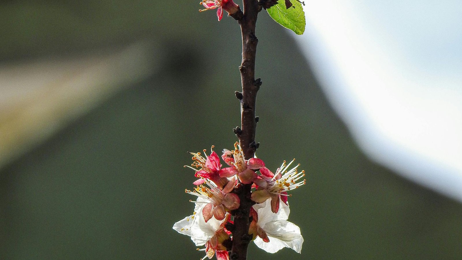 Festival de Primavera de Arsuz 2026